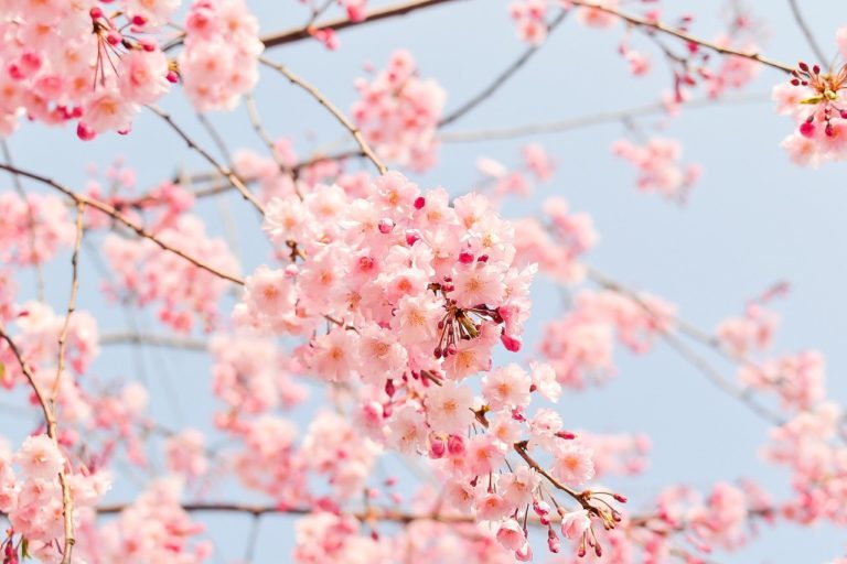 arbre-fleurs-printemps